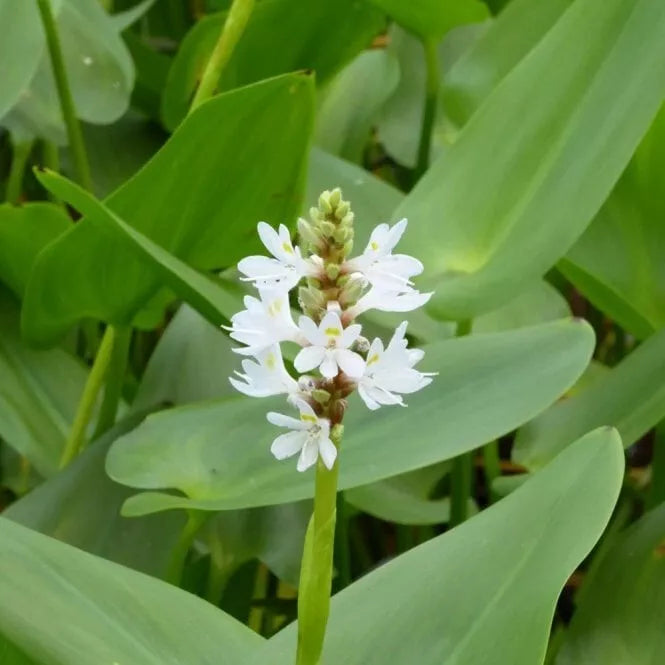 WHITE Pickerel Rush Plant - 6-8 Inches - Aquatic Perennial with Purple Blooms - Pontederia cordata - Water Garden Essential