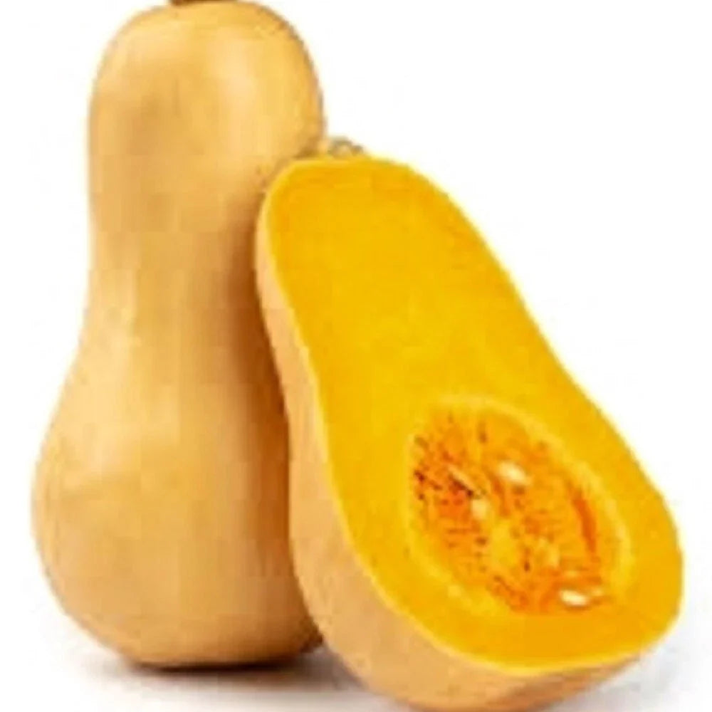 Butternut Winter Squash Seeds | Organic Heirloom Cucurbita moschata | Non-GMO Vegetable Seeds for Garden Growth