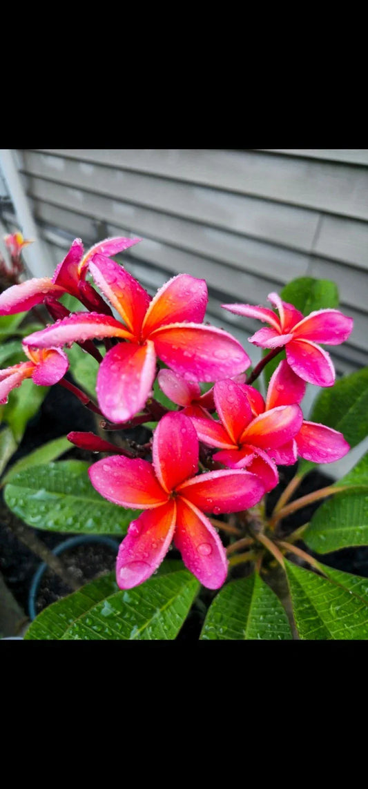 Kaneohe Sunburst Plumeria Cutting - Rare Rainbow Pink Yellow Blooms - Tropical Flowering Plant - Plumeria rubra