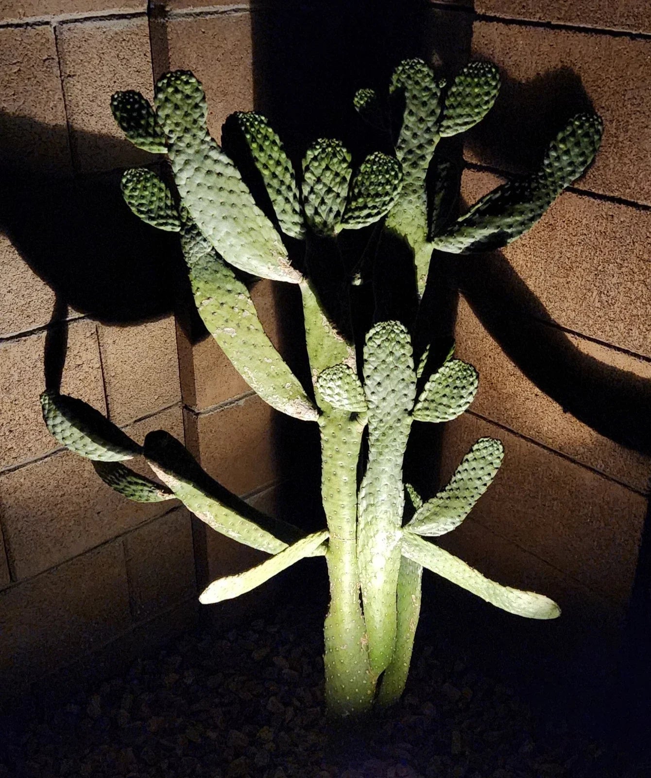 Consolea Rubescens Road Kill Cactus Live Pad Cutting – Unique Succulent for Home or Garden Decor