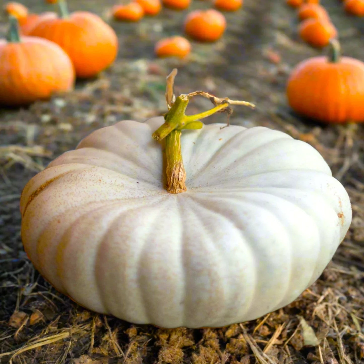 Flat White Boer Pumpkin Seeds | Cucurbita pepo | Stackable Cinderella Casper Squash | Decorative & Culinary Seeds