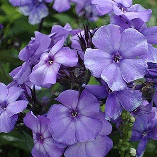 Beauty Blue Phlox Seeds | Non-GMO, Perennial Flower Seeds for Borders & Gardens | Phlox divaricata