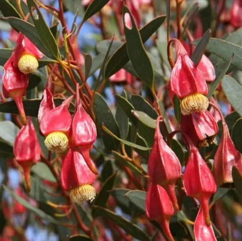 Fuchsia Gum Tree Seeds - Eucalyptus forrestiana - Fast-Growing Tree with Vibrant Fuchsia Flowers - 10 Seeds