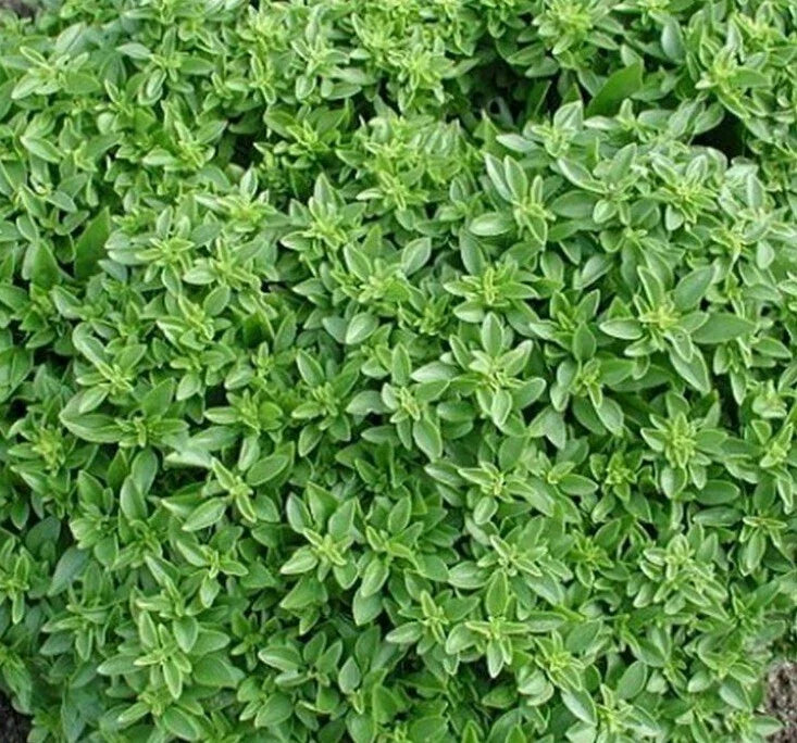 Dwarf Greek Basil Seeds 300+ Non-GMO Annual Herb Ocimum basilicum - Compact Culinary Spice for Indoor & Outdoor Gardening