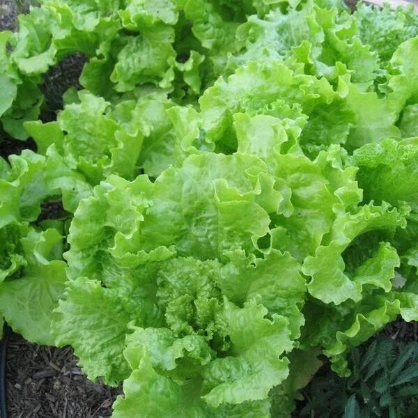 Black Seeded Simpson Lettuce Seeds – Bulk Loose Leaf Heirloom, Crisp Green Salad Greens, Lactuca sativa, Non-GMO, 500-5000 Seeds