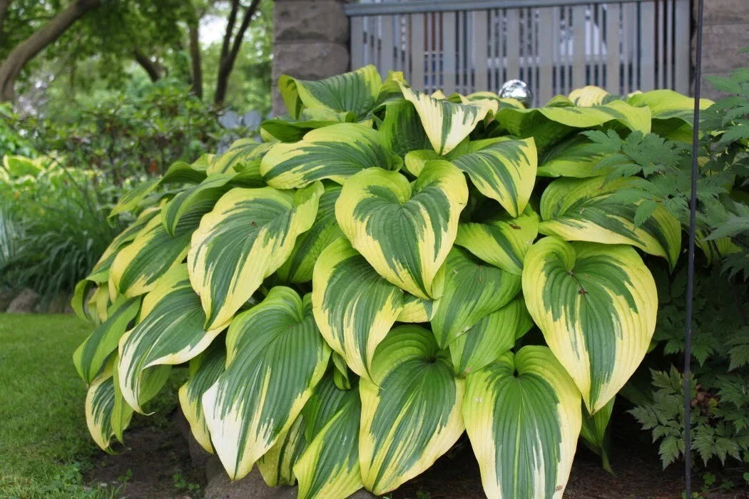 Hosta Plant - Golden Crown - Gold Edged Perennial Shade Plant for Gardens and Hummingbirds