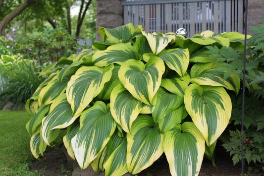 Hosta Plant - Golden Crown - Gold Edged Perennial Shade Plant for Gardens and Hummingbirds