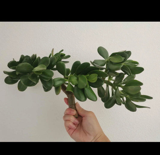 Jade Plant Succulent Cuttings – 0.75-1 Inch Diameter Crassula ovata – 2 Pieces, Fleshy Leaves, Easy Care Indoor Garden