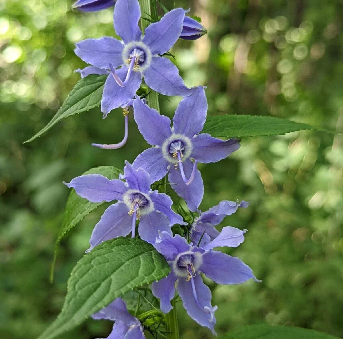 Tall Bellflower Seeds - 500+ Campanula americana Wildflower Seeds for Native Garden, Pollinator Attracting, Drought Tolerant, USA Grown
