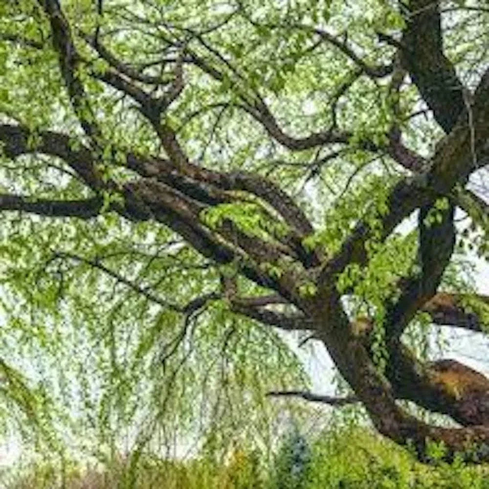 Corkscrew Willow Tree Bare Root 2-3 ft Salix matsudana 'Tortuosa' Twisted Branches for Gardens