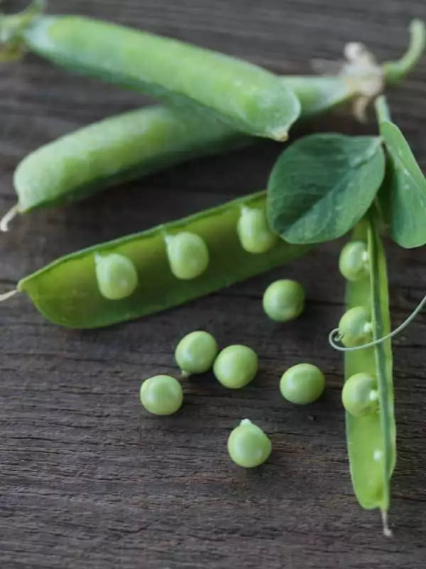 Alaska Peas Seeds 8oz Heirloom Microgreens Pisum sativum Non-GMO Fast Growing Indoor Outdoor Planting