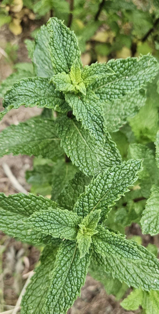 Live Peppermint Plants - 6 Bareroots, Rau Thom Mint, Mentha × piperita, Herb Garden Starter, Fresh Culinary & Medicinal Mint