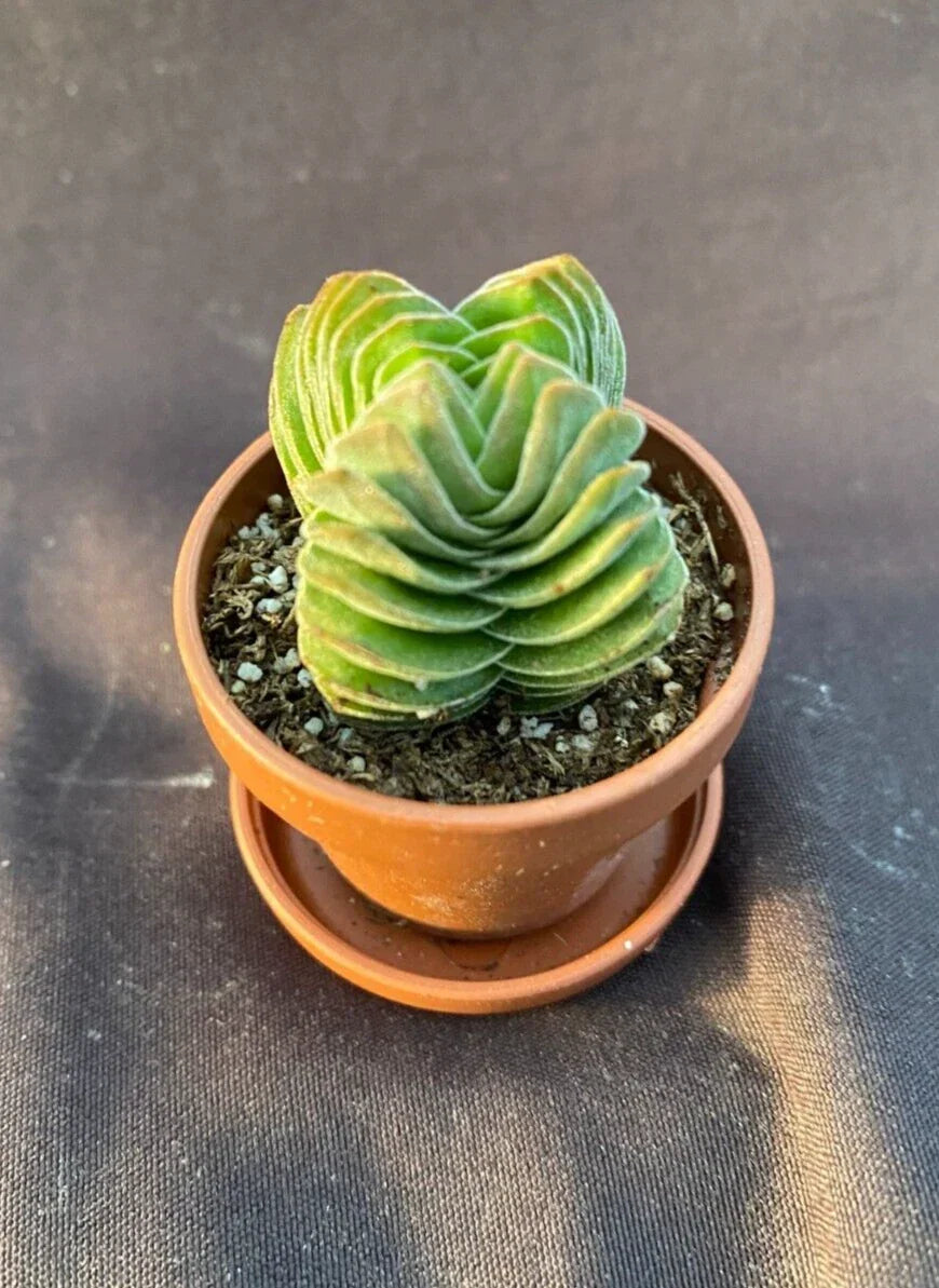 Crassula Buddha's Temple Tiny Rooted Succulent in 1" Pot with Saucer – Indoor Houseplant, Crassula perfoliata, Easy Care