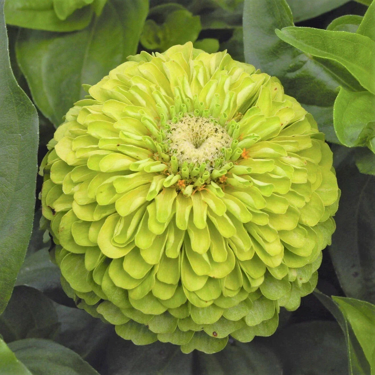 Envy Lime Green Zinnia Seeds | Double Blooms, Cut and Come Again | Zinnia elegans, Vibrant Green Flowers, Garden, Flower Bed