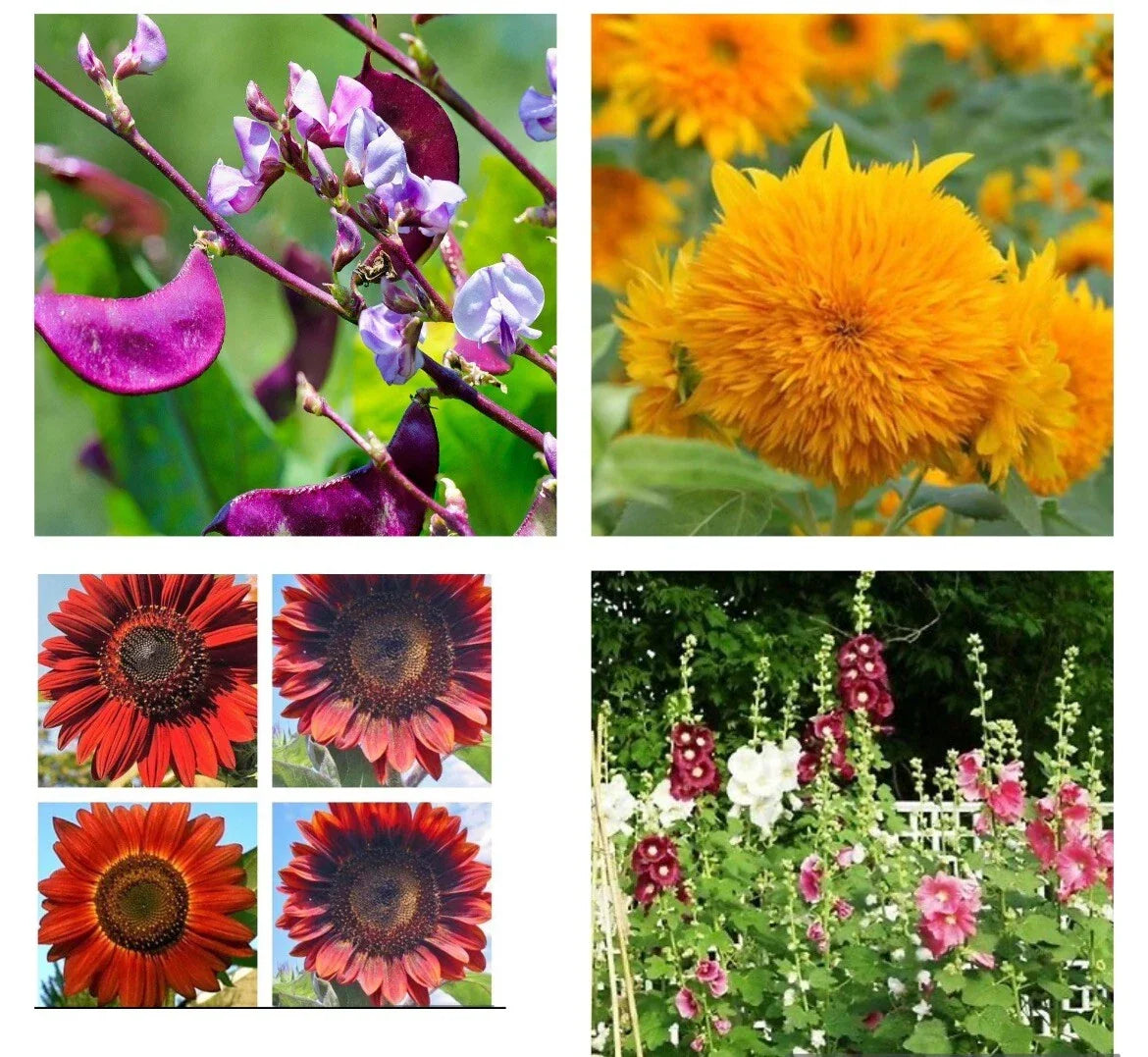 Purple Hyacinth Bean Seeds, Teddy Bear Sunflower Seeds, Red Hollyhock Seeds – Organic Garden Seeds for Pollinator Attracting, Climbing & Upright Varieties