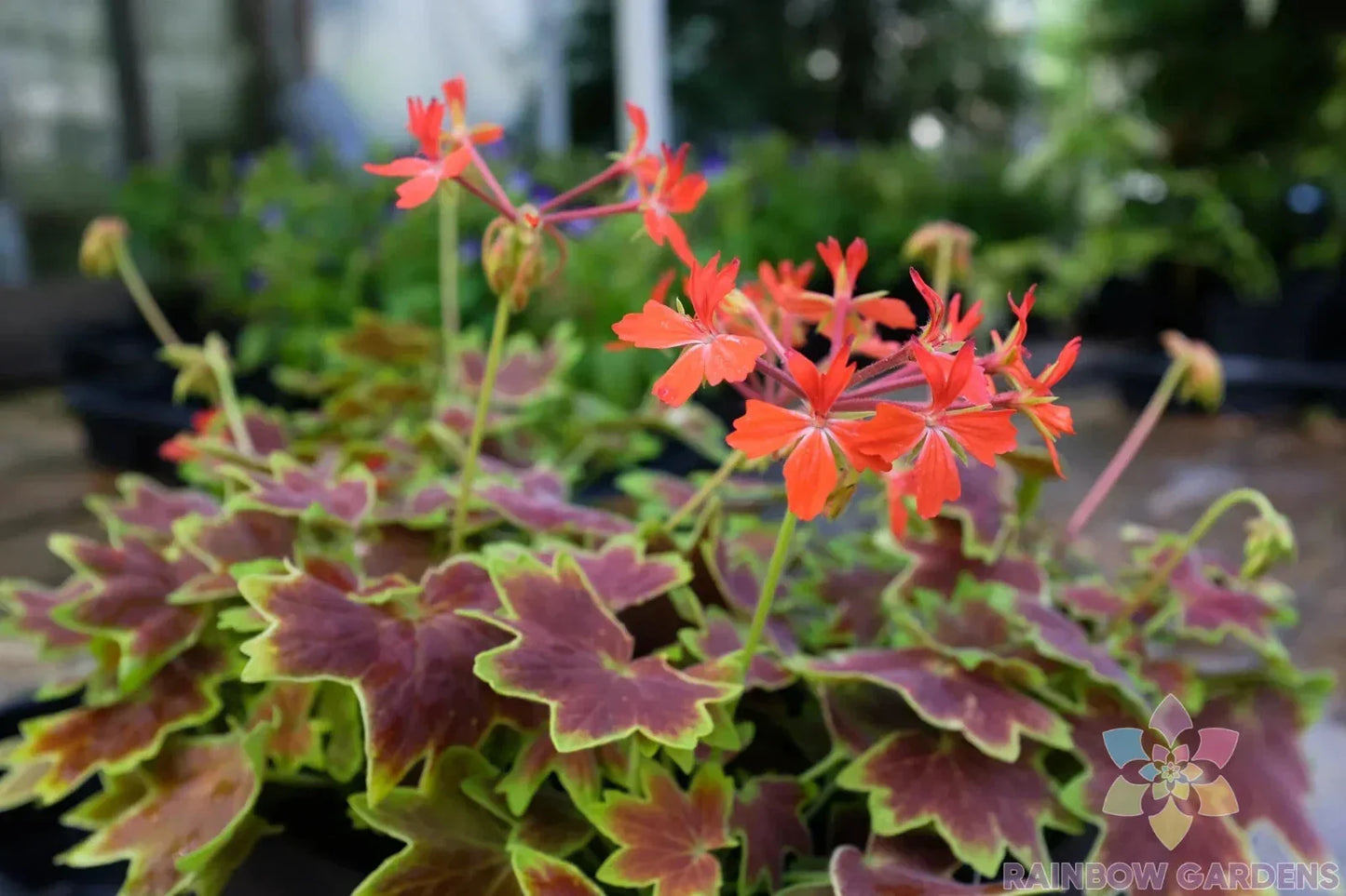 Vancouver Centennial Geranium Seeds - 25+ Pack, Pelargonium x hortorum, Vibrant Annual Flower for Garden, Pots & Hanging Baskets