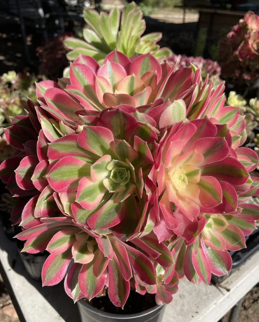 Live Succulent Plants - Aeonium Pink Witch Cutting 2.5" - Unique Pink and Green Rosette for Home Decor & Gardens
