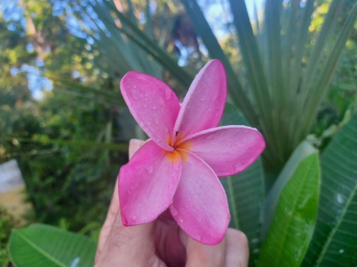 Plumeria Cuttings 8-10" Single Tip Vibrant Color Frangipani (Plumeria spp.) Tropical Garden Plant
