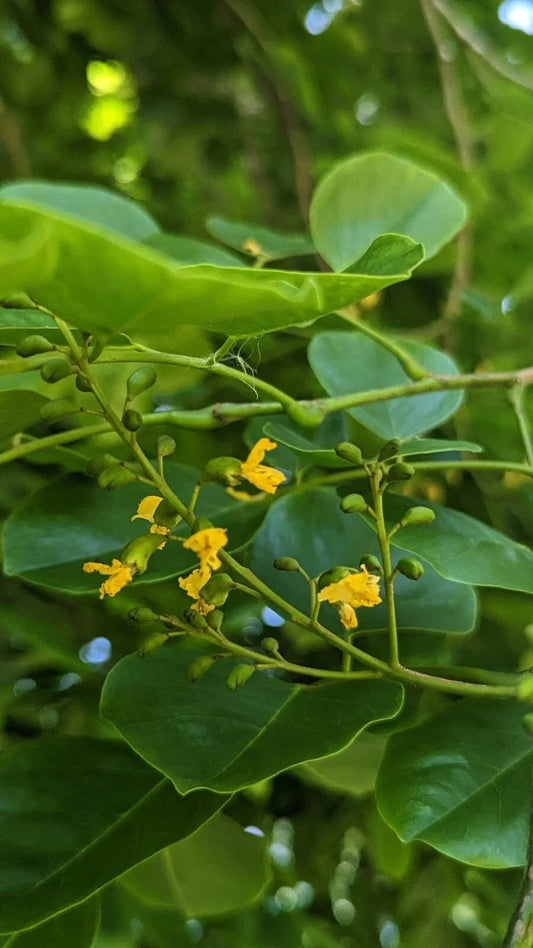 Live Tree Seedlings - Pterocarpus Indicus - Tropical Hardwood, Narra Tree, Eco-Friendly Gardening, Shade & Ornamental Plant