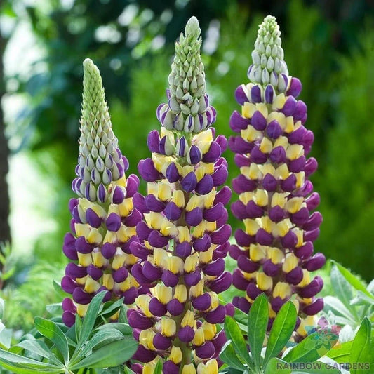 Manhattan Lights Lupine Seeds - 25+ Pack, Perennial Flower, Vibrant Colors, Lupinus polyphyllus, Garden Planting, Attracts Pollinators