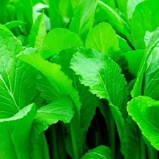 Mustard Seeds - 250+ Organic Florida Broadleaf Brassica juncea Heirloom Non-GMO Gardening Seeds for Home Garden
