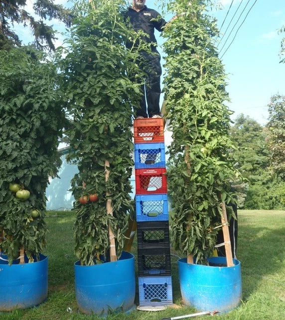 Bulk Tomato Tree Seeds – Large Heavy Yield, Easy to Grow, Solanum lycopersicum, Indeterminate, 200 Seeds