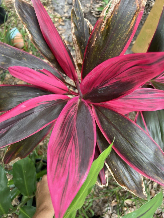 Hawaiian Ti Leaf Cuttings 6-inch Green Pink Red Hybrid Cordyline fruticosa Fresh Planting Material