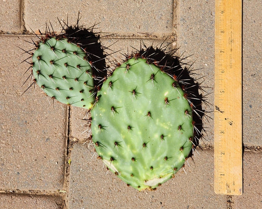 Opuntia Prickly Pear Cactus Pad Cutting – Pandale Texas Variety – Live Succulent Segment for Garden or Indoor Decor