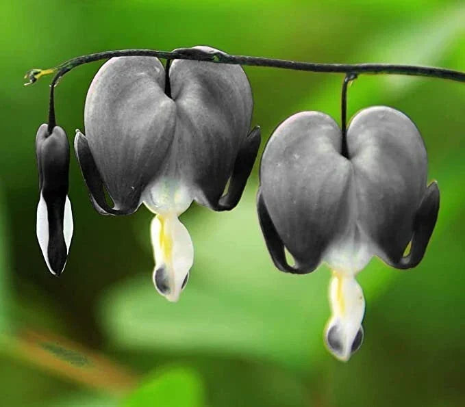 Bleeding Heart Seeds - Light Gray Dicentra Spectabilis - Shade Garden Perennial Planting, 25 Seeds