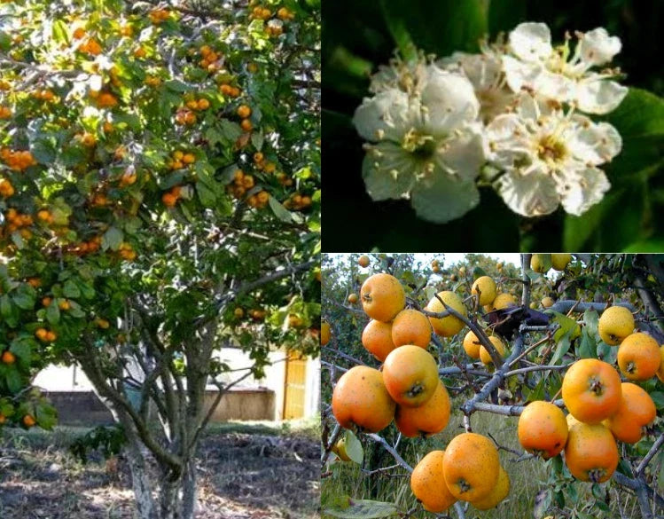 Tejocote Seeds 7+ Pack | Crataegus mexicana | Edible Little Apple Hawthorn Berry Plant for Garden, Landscaping & Wildlife