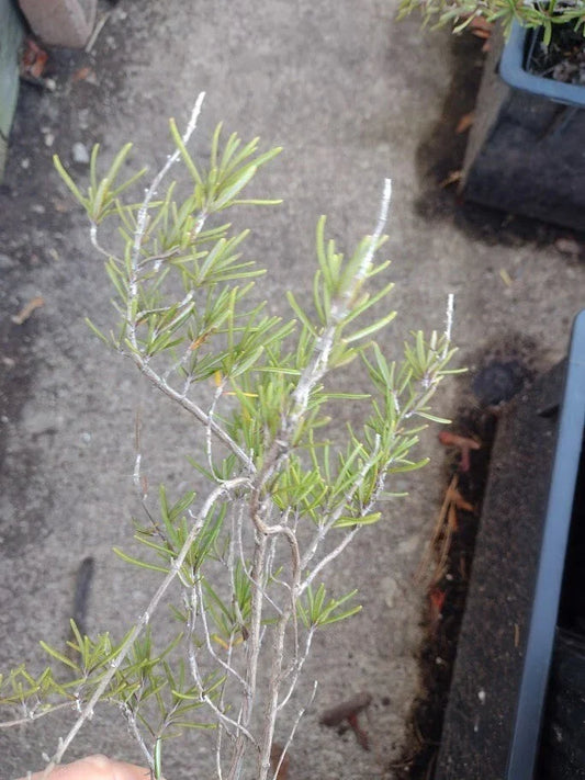 Live Organic Rosemary Plant - 4-Inch Rooted Herb Salvia rosmarinus for Indoor & Outdoor Growing