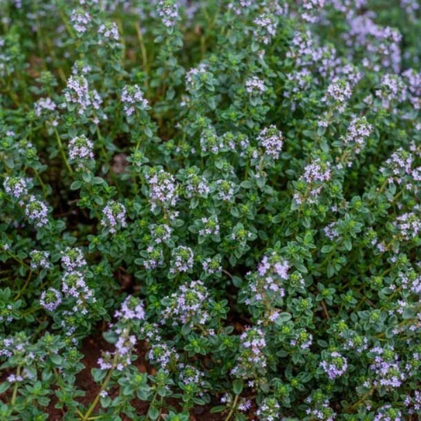 Thyme Seeds 500 Count - German Winter Purple Herb, Fragrant Edible Thymus vulgaris, Non-GMO, Culinary, Perennial, Full Sun