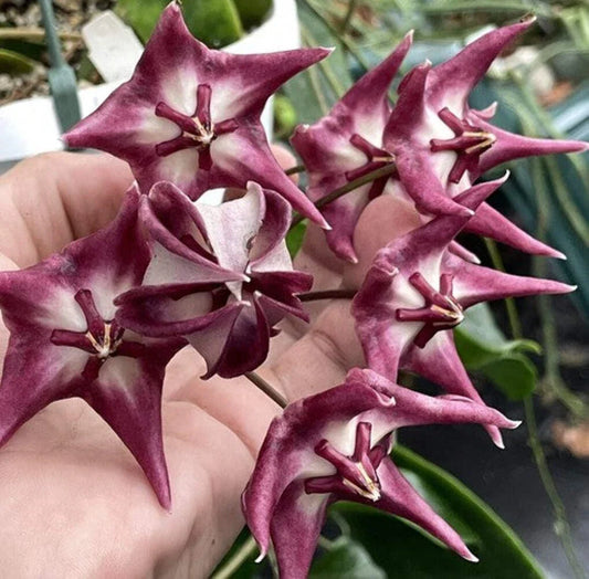 Hoya Kaimuki Plant in 3.5" Pot – Fully Rooted Hoya pubicalyx Indoor Houseplant, Low Maintenance, Trailing Foliage