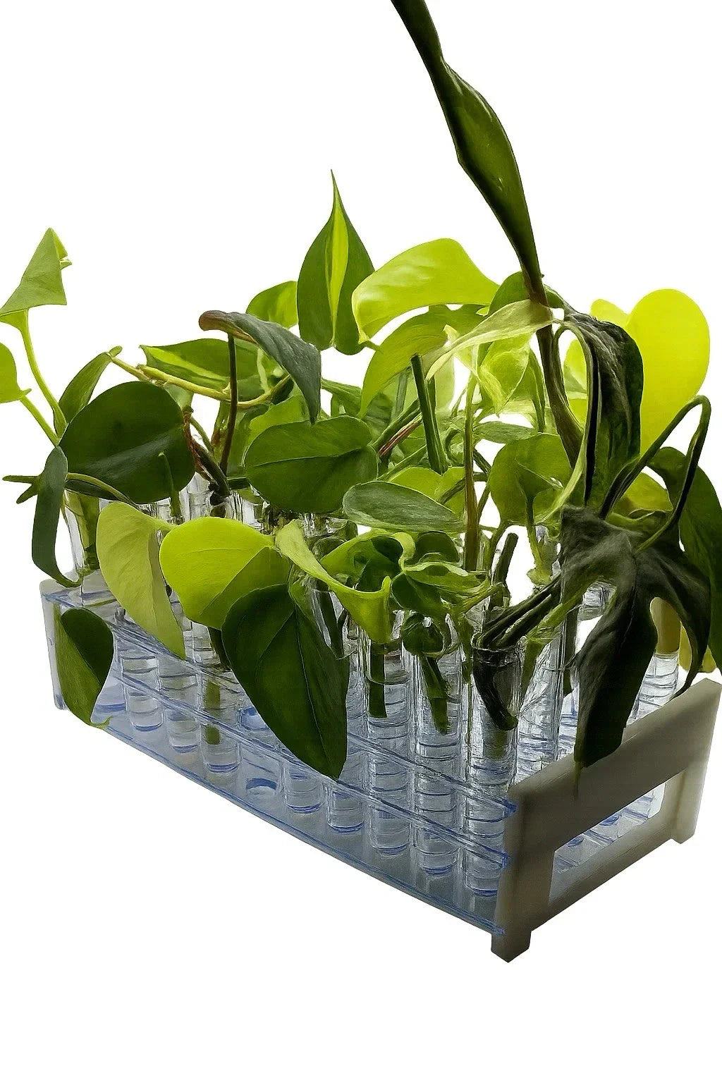 12-Pack Houseplant Mystery Box | Assorted Indoor Plants Mix | Common & Rare Varieties | 4-Inch Potted Collection