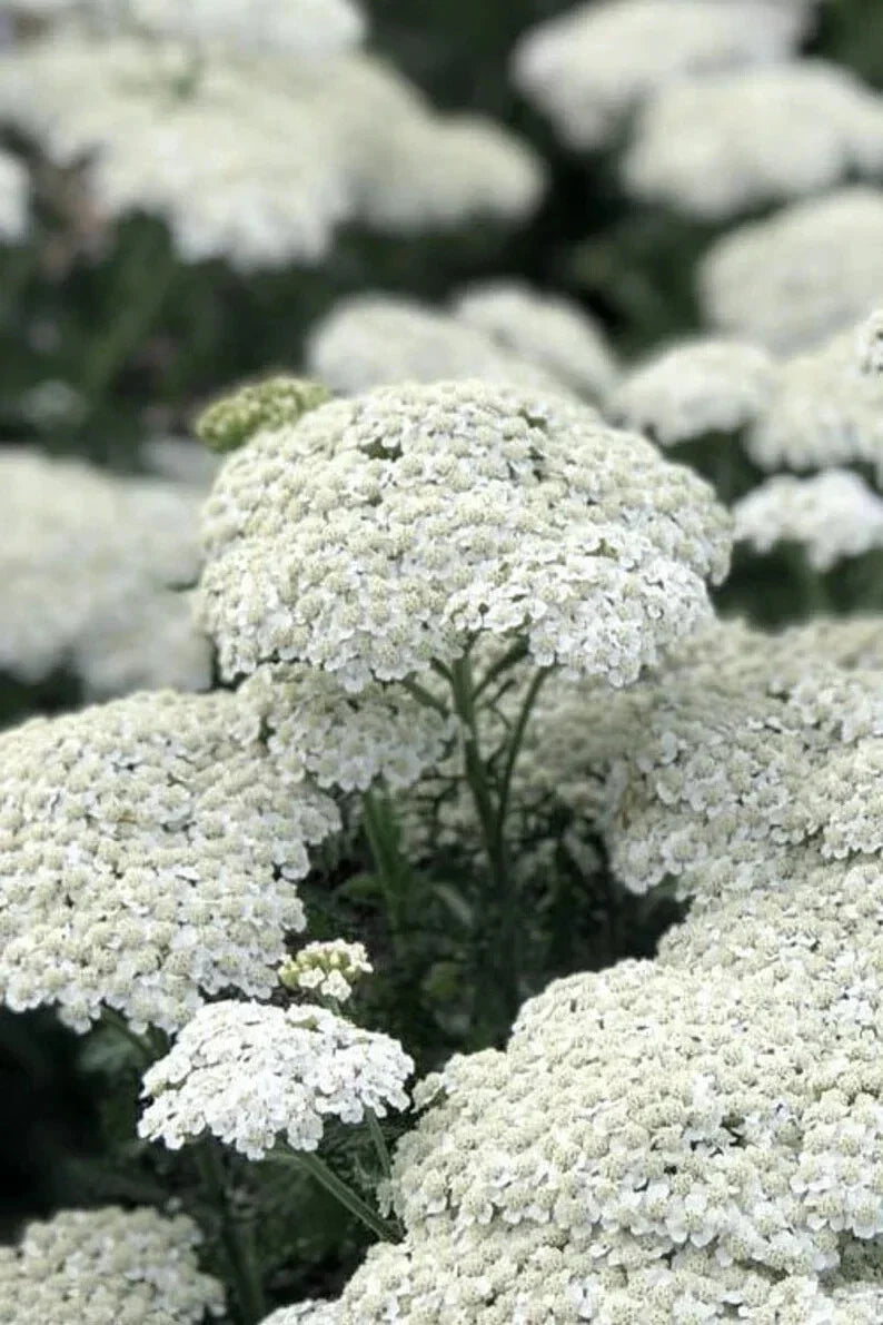 White Yarrow Seeds - 500 Organic Seeds - Achillea millefolium - USA Grown, Non-GMO, Attracts Pollinators, Free Shipping
