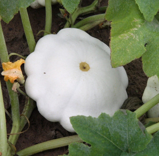 Organic Early White Scallop Patty Pan Squash Seeds – Heirloom Non-GMO Cucurbita pepo, 20 Seeds for Container Gardening and Bountiful Harvest