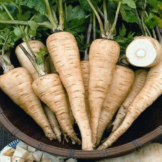 All American Parsnip Seeds - Non-GMO, Garden Planting, Pastinaca sativa, Pack of Seeds for Bountiful Harvest