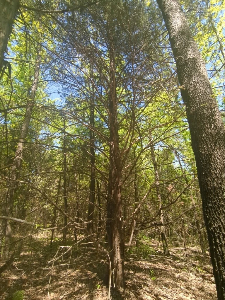 Eastern Red Cedar Seeds - Juniperus virginiana Organic Non-GMO Resealable Packet for Native North American Evergreen Landscaping