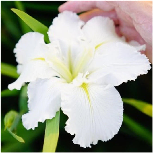 Iris Waihi Wedding Plants – 3 Fans – True White with Green Veining – Iris germanica Garden Flower