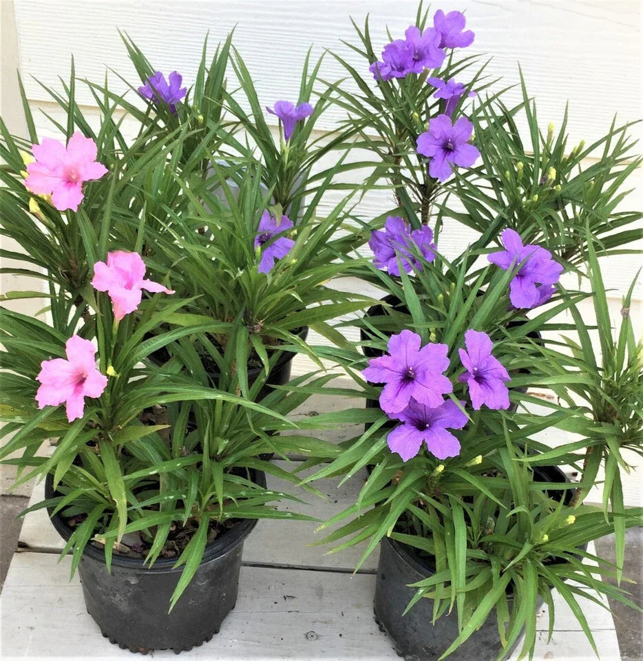 Dwarf Katie Ruellia Plants – 6 Flowering Plants with Roots & Leaves – Purple & Pink Ruellia brittoniana for Garden & Container