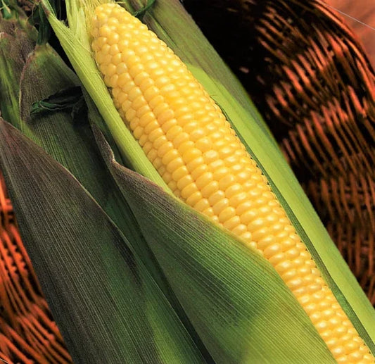 Kandy Korn Yellow Sweet Corn Seeds | Red Husk EH Hybrid | Untreated Zea Mays Vegetable Seeds for Organic Gardening