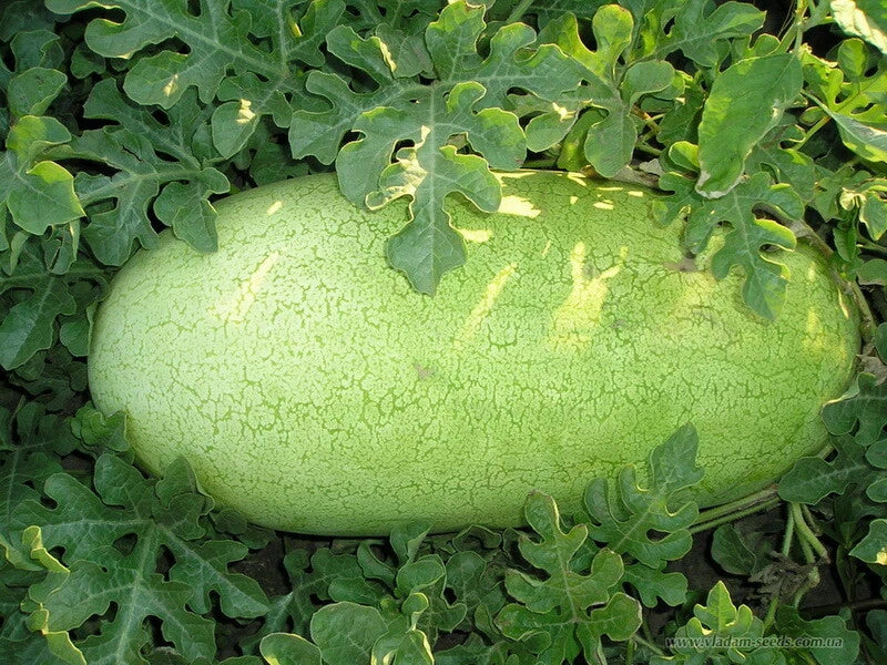 Charleston Gray Watermelon Seeds, Non-GMO, Large 35-50 lbs, Citrullus lanatus, Summer Fruit, Garden Planting
