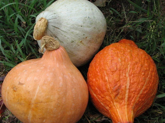 Hubbard Squash Seeds Mixture - Heirloom Vegetable Seeds for Gardening - Cucurbita maxima - Non-GMO, Full Sun, Vining, Packet Sizes