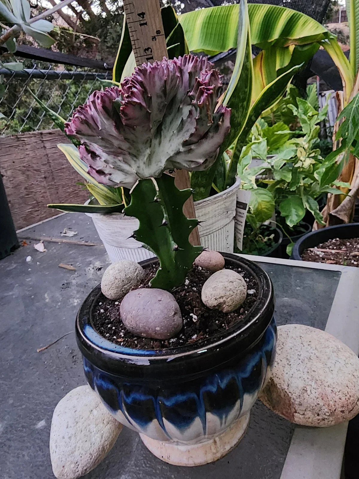 Crested Lactea Variegated Succulent Live Plant - Well Rooted Euphorbia Lactea with Bonus - Unique Variegated Foliage for Indoor Garden