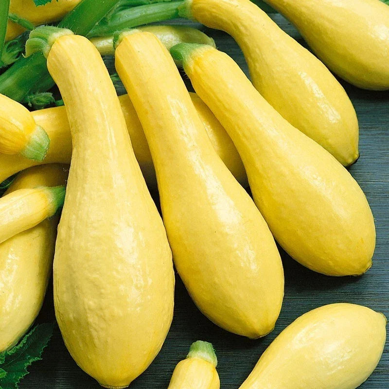 Prolific Straightneck Squash Seeds - Heirloom Cucurbita pepo, Bountiful Harvest, Easy to Grow, Full Sun, Vegetable Seed Packet