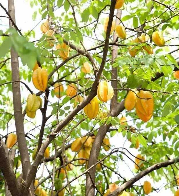 Starfruit Tree Cuttings 6-8 Inches, Averrhoa carambola, Tropical Fruit Plant, Unique Varieties with Extras