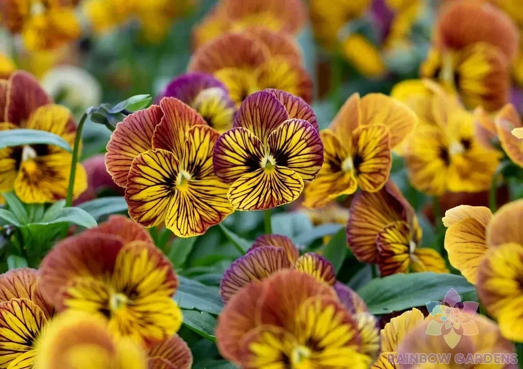 Tiger Eye Yellow Pansy Seeds - 200+ Pack, Viola x wittrockiana, Bright Yellow Flowers, Garden Flowers, Annual, USA Grown