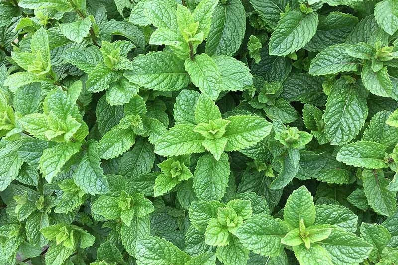 Spearmint Starter Roots – 5 Pieces, Mentha spicata, Perennial Herb for Garden, Pots & Indoor Growing