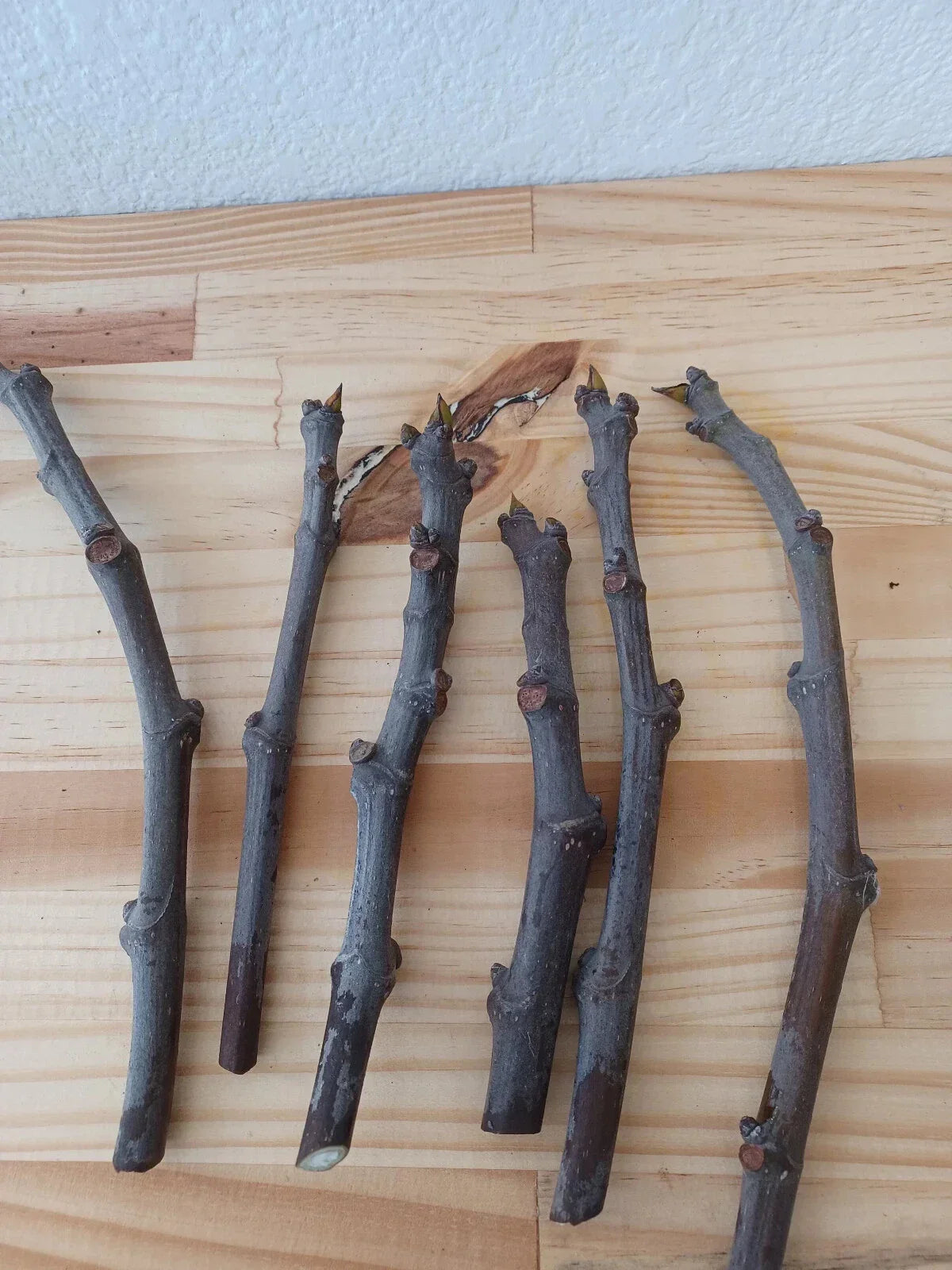 Fig Cuttings - 6 Conadria Ficus carica Propagation Material for Home Gardening and Container Planting