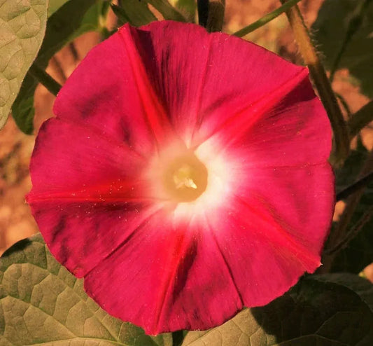 Morning Glory Seeds - Scarlett O'Hara Variety - Non-GMO, Pink & Blue Blooms, Fast-Growing Vines for Trellises & Fences, Ipomoea purpurea